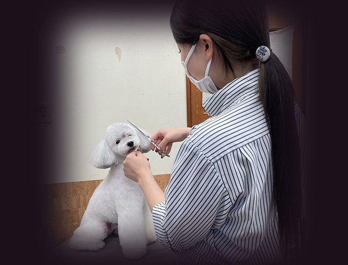 ワンコの写真 南大分本店です🧸⭐︎ 毎度恒例になりつつある、柴ちゃんのお